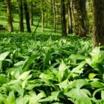 Bärlauch Bärlauch
